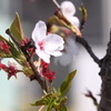 名残惜しい葉桜