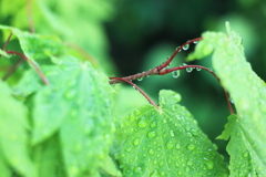 雨後の雫たち　１