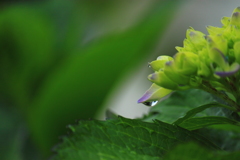 今年初撮り紫陽花^^