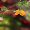 山吹が咲いた～(^'^)