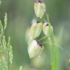 路傍の小判草