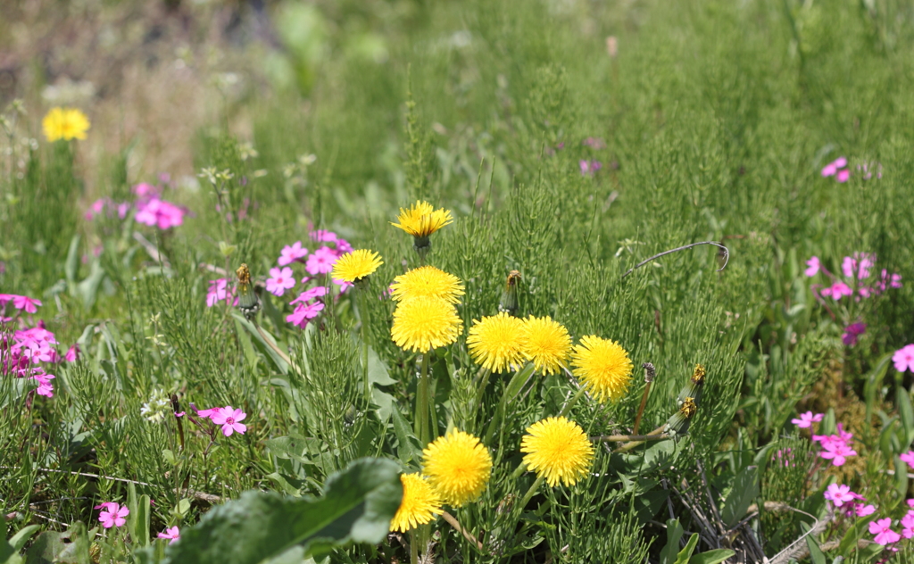 春を謳歌する農道の草花達