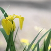 水辺に佇む黄菖蒲