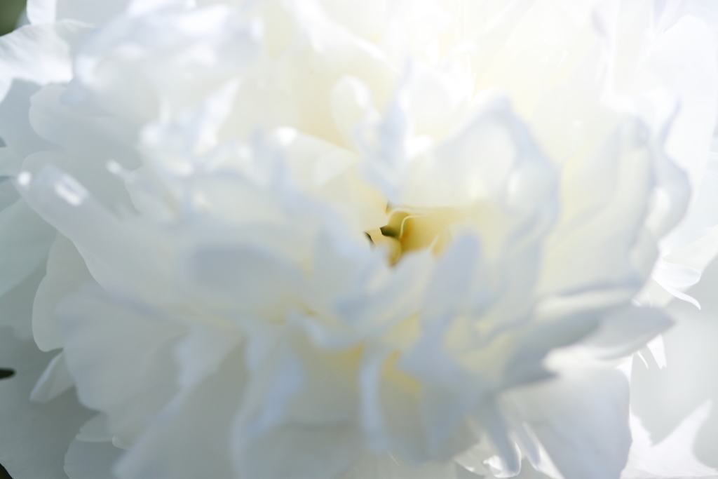 無垢な芍薬
