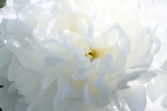 無垢な芍薬
