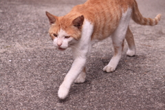車の下から出て来ちゃった危ないよ～