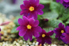 プリムラジュリアエ