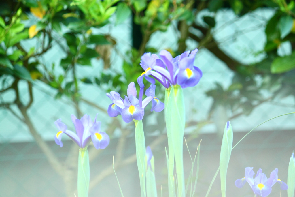 アイリスの背比べ