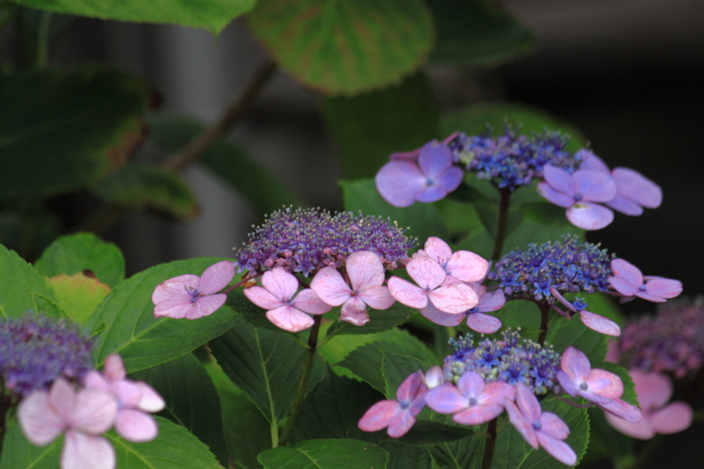 今朝の紫陽花