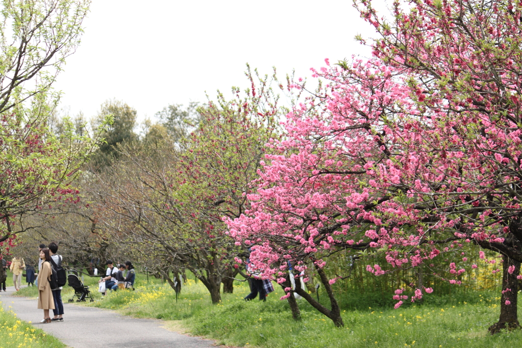 心うきたつ花の園