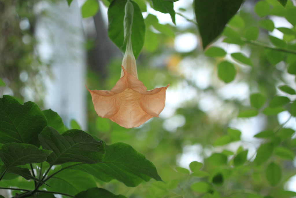 　通称　エンジエルトランペット