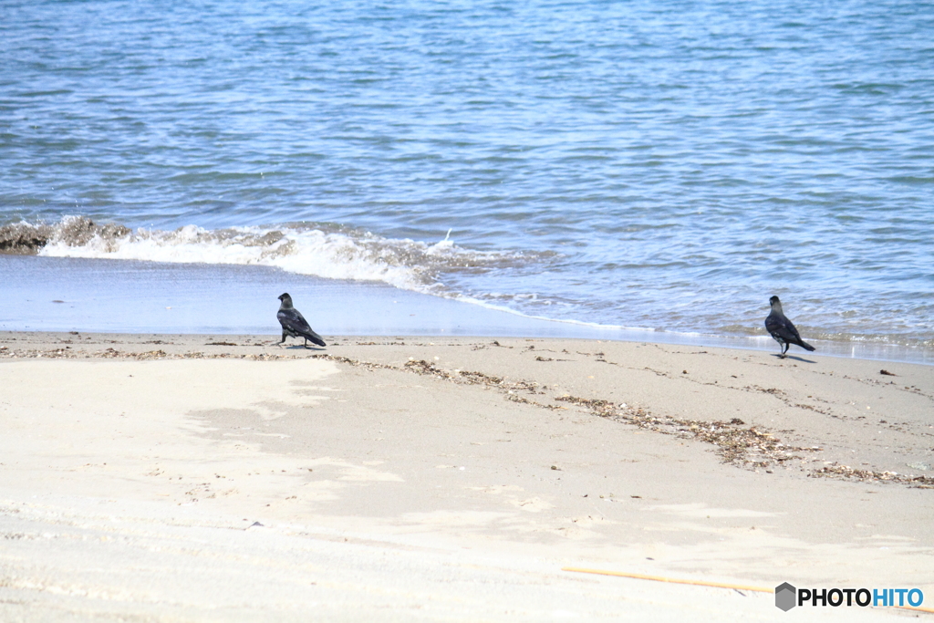 ルンルン気分で海岸散歩のカラス君