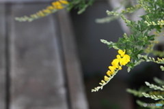 黄色い花が可愛いエニシダ