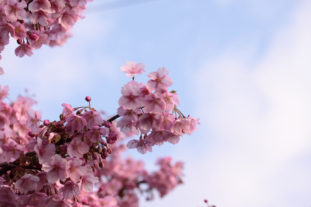 青空に向かって歌う河津桜