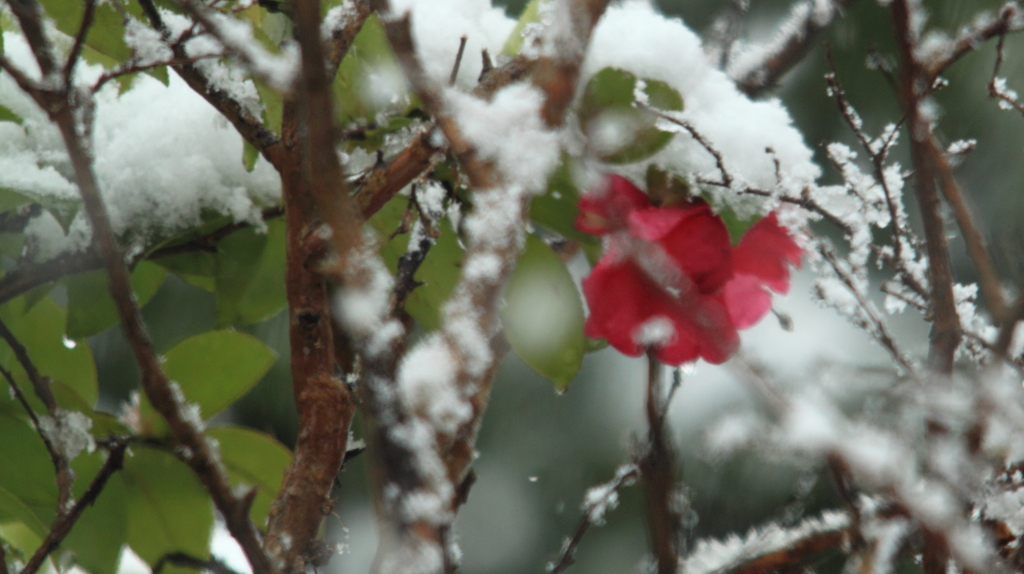 音もなく降り積もる雪