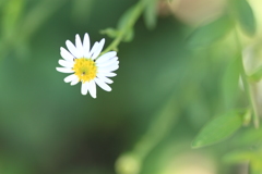 花言葉・・清爽-・ぴったりの野菊が咲いてた