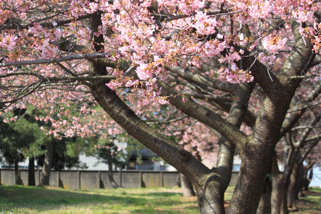 心温まる河津桜並木