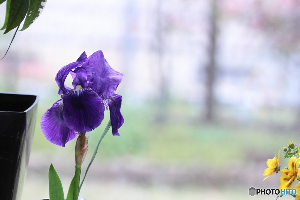 心待ちにしてた一初の花