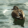 寒くても悠々泳ぐはカルガモさん＾＾