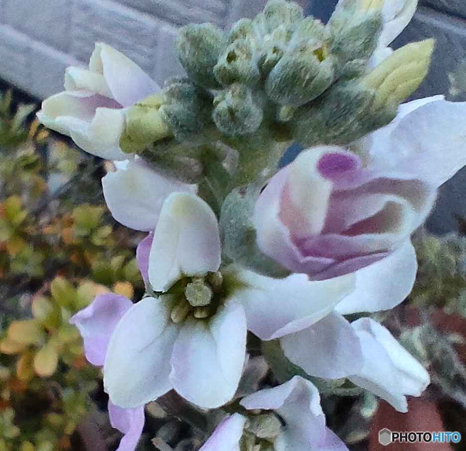 可愛そう凍てついてる鉢植えの花