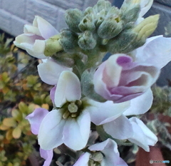 可愛そう凍てついてる鉢植えの花