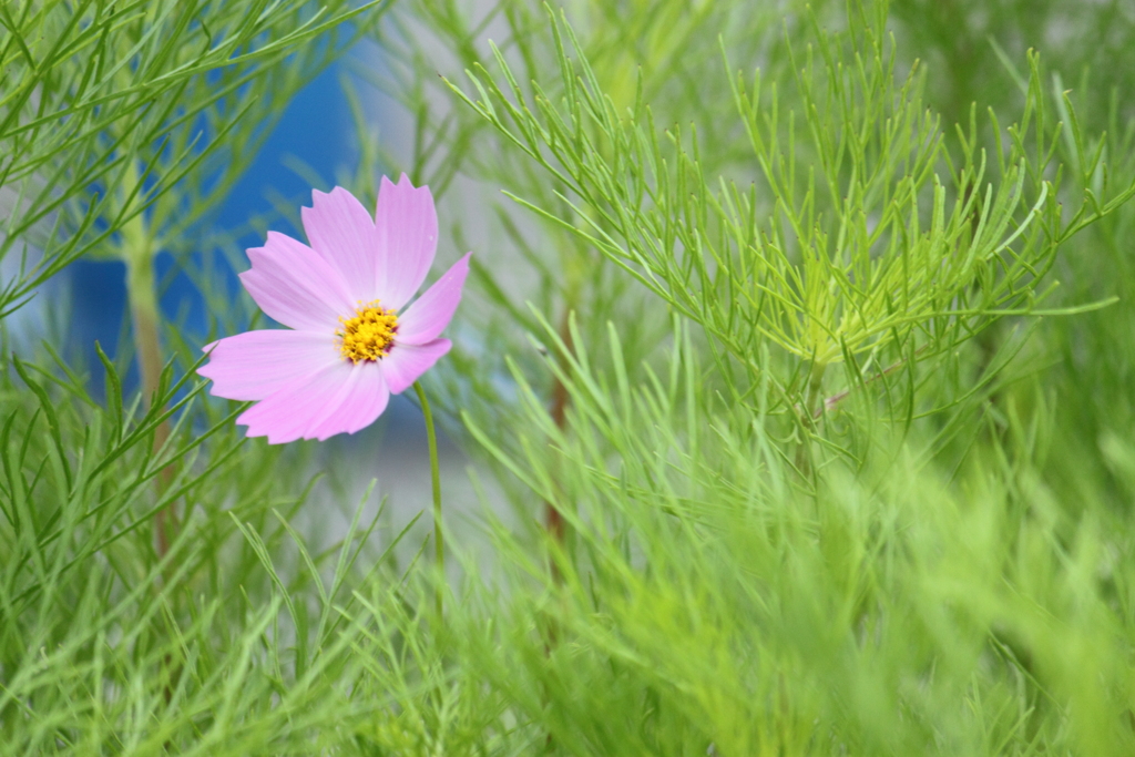 優しげなコスモス　＾＾