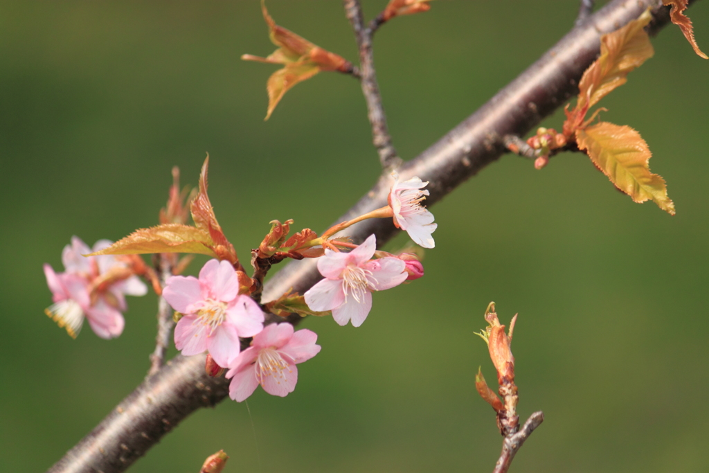 河津桜が綺麗１