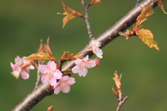 河津桜が綺麗１