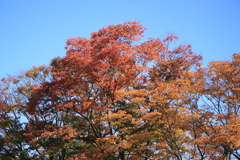 紅葉全l開～