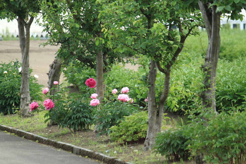 芍薬咲く散策道