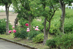 芍薬咲く散策道