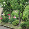 芍薬咲く散策道