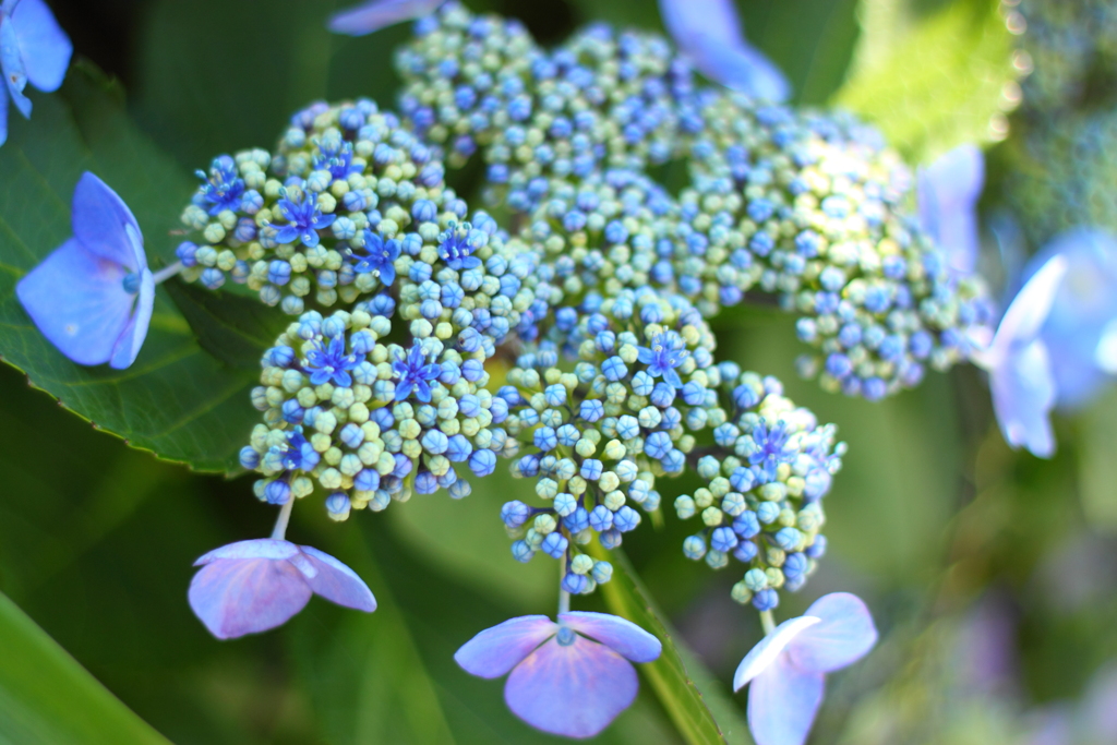 雨が恋しい紫陽花