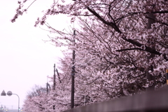 早朝の桜並木