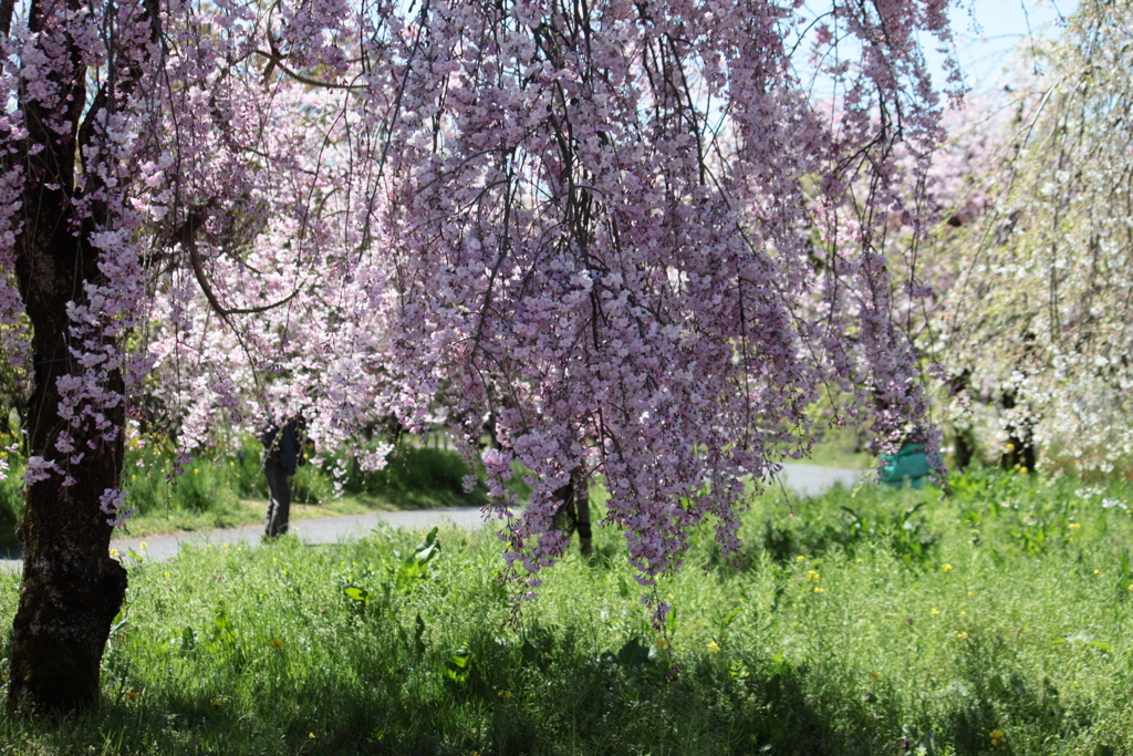 枝垂れ桜　１