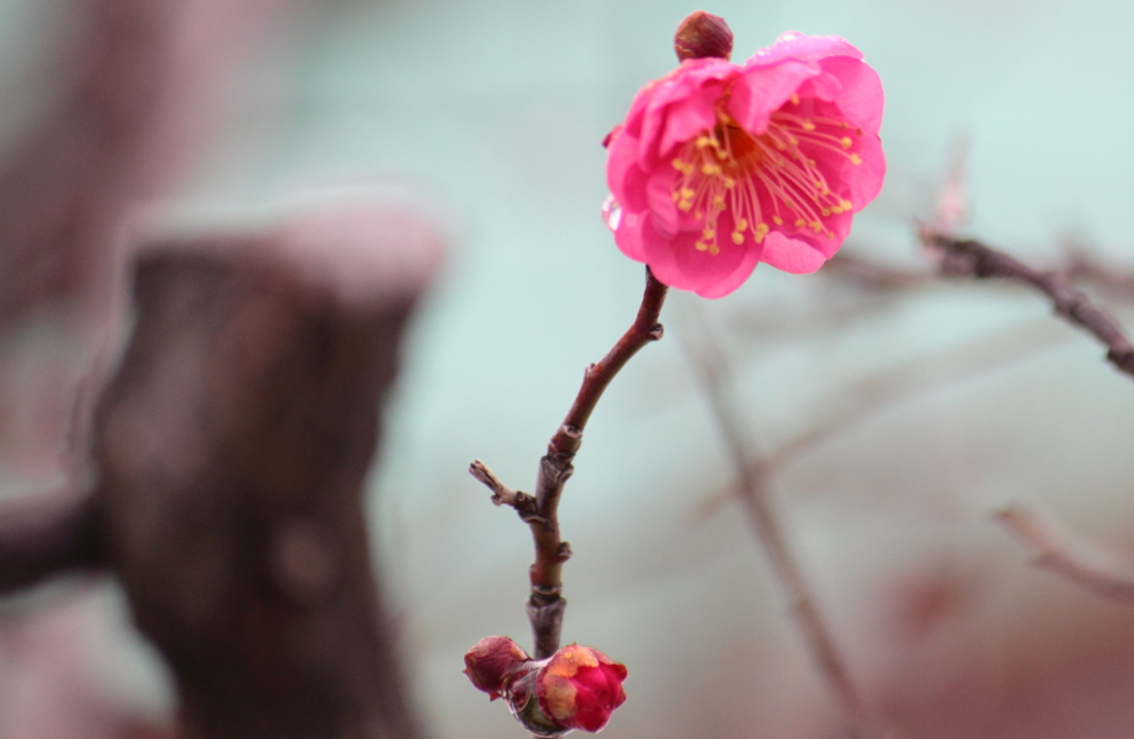 春の花・・梅　豪雪にも負けず