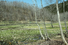 飛騨　池の原湿原　３