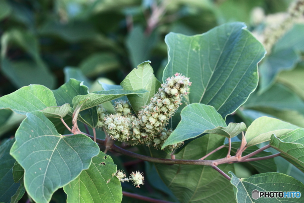 海岸地帯に生える植物