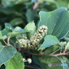 海岸地帯に生える植物