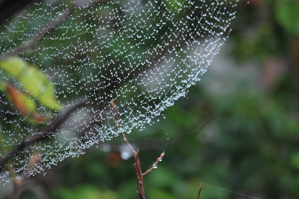 雨滴に気がつくクモの糸