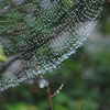 雨滴に気がつくクモの糸