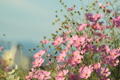 元気一杯秋桜  ＾＾