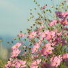 元気一杯秋桜  ＾＾