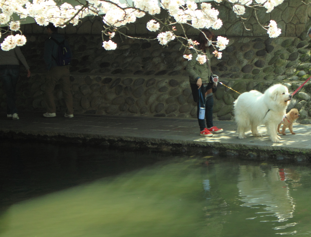 僕たちも・・お花見　(^'^)