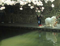 僕たちも・・お花見　(^'^)