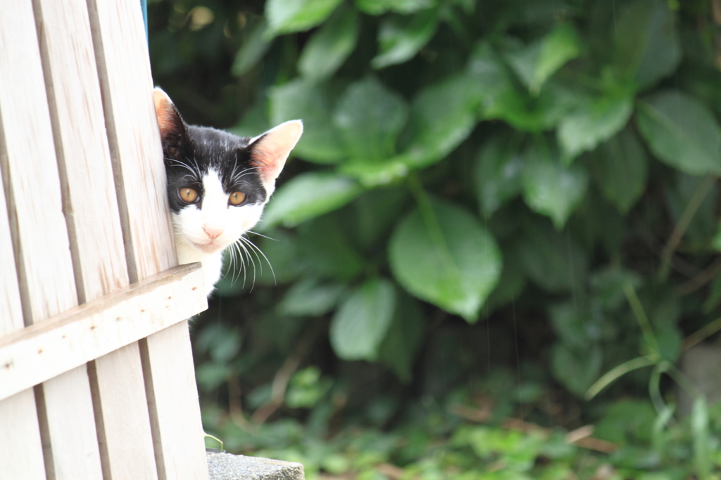 チラッと覗きみる子猫ちゃんのピンクの耳が可愛くて～(^'^)