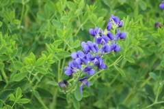 素敵な道際のお花