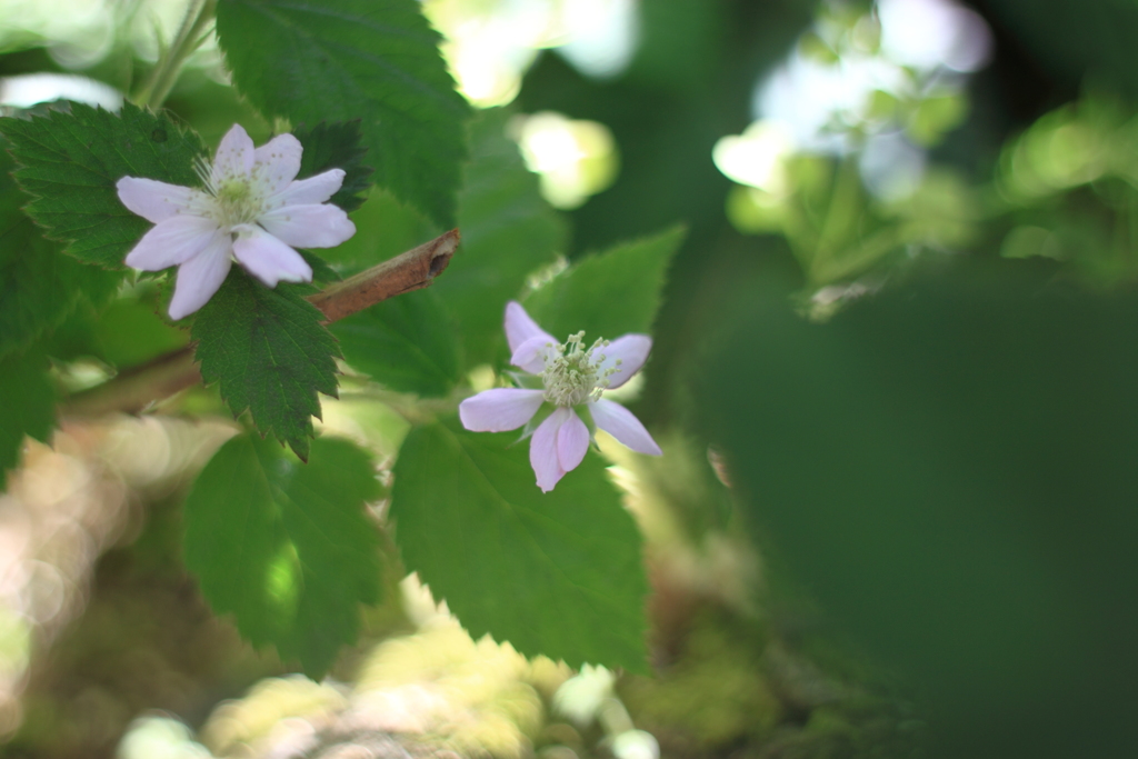 木蔭にブラックべリーの可愛いお花