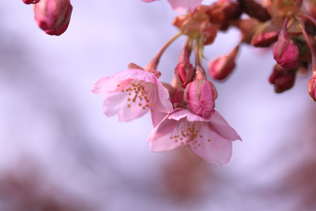 愛想良し河津桜開花