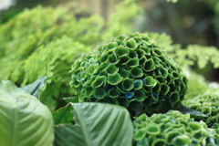 造花かと思った緑の紫陽花